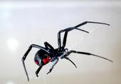 Black Widows Forever profile picture