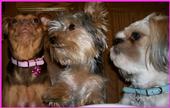 Lola, Wyndi, & Woody profile picture