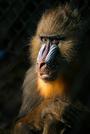 Mandrill profile picture