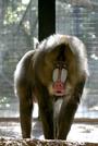 Mandrill profile picture