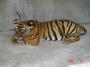 Save China's Tigers profile picture