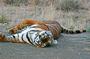 Save China's Tigers profile picture