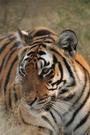 Save China's Tigers profile picture