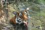 Save China's Tigers profile picture