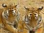 Save China's Tigers profile picture