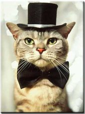 Friendly Meowington Esquire Kennedy Onassis III profile picture