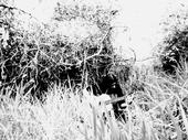 Misanthropic Spirit of the Woods profile picture
