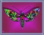 Butterfly profile picture