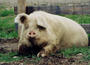 Farm Sanctuary profile picture