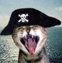 pirate kittens profile picture