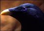 satin bowerbird profile picture