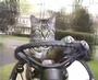 Toonces The Driving Cat! profile picture