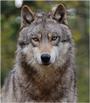 AlphaWolf13 profile picture