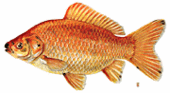 henrithefish