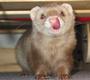 Sweetie The Ferret profile picture