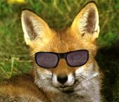 mrfoxbastard