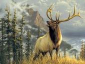 Elk Addict profile picture