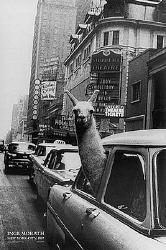 HelloLlama