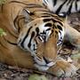 Save The Tiger profile picture