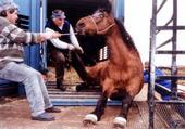 helpstophorseslaughter