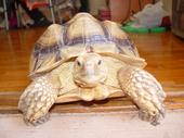 Nicolas The Tortoise profile picture