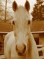 HELP US STOP HORSE SLAUGHTER IN THE US profile picture