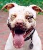 YESTERDAYS DESIRE PIT BULL RESCUE profile picture