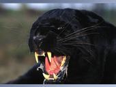 Anointed Panthera profile picture