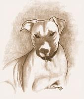 SAVE A PITBULL TODAY profile picture