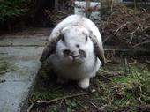 Twinkle...Grieving for Little Harry Rabbit. profile picture