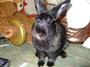 Twinkle...Grieving for Little Harry Rabbit. profile picture