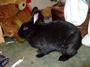 Twinkle...Grieving for Little Harry Rabbit. profile picture