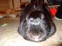 Twinkle...Grieving for Little Harry Rabbit. profile picture