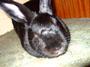 Twinkle...Grieving for Little Harry Rabbit. profile picture