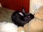 Twinkle...Grieving for Little Harry Rabbit. profile picture