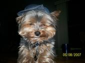 Tigger~ Missin' My Puppies profile picture