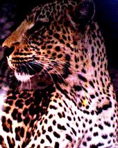 Session Leopard profile picture