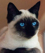 DJ Siamese Cat profile picture