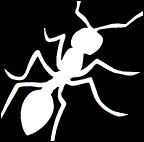 Ant profile picture