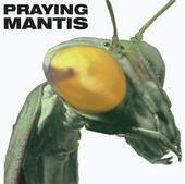 Praying Mantis profile picture