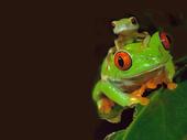 Frog profile picture