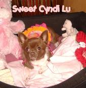 Sweet Cyndi Lu! profile picture