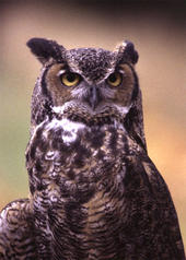 greathornedowl