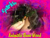 Sparkie Gone Weed&COPY profile picture