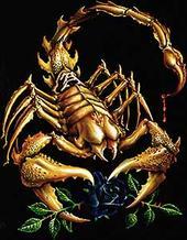 scorpion luv profile picture