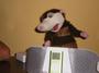 O possum profile picture