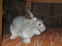 Jersey Bun Bun profile picture