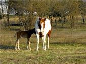 ~ Charlene & Ty ~Horse & Wolf Gang ~ profile picture