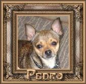 Pedro profile picture