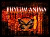 phylum profile picture